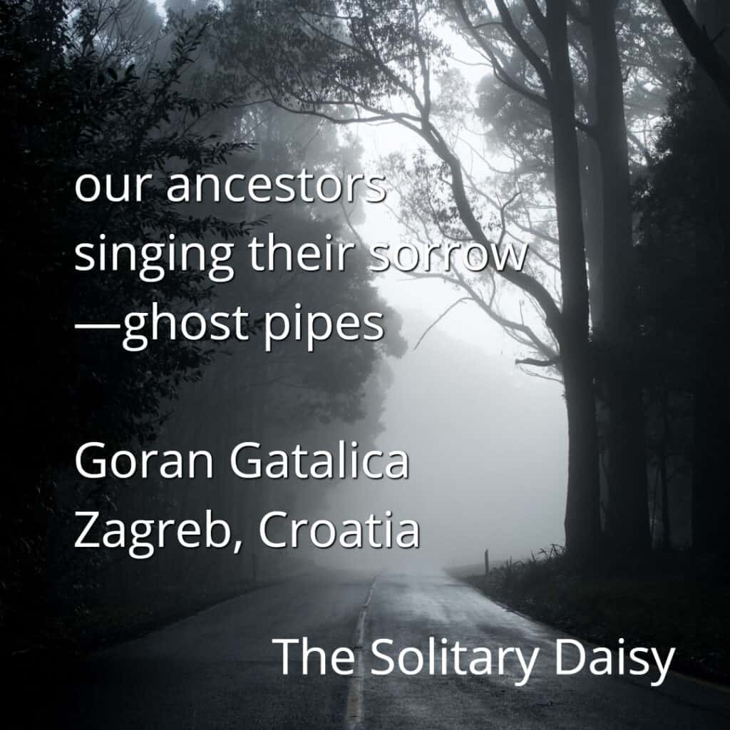 A misty forest road at dawn with text overlay featuring a poem and credit to Goran Gatalica from Zagreb, Croatia, titled "The Solitary Daisy.