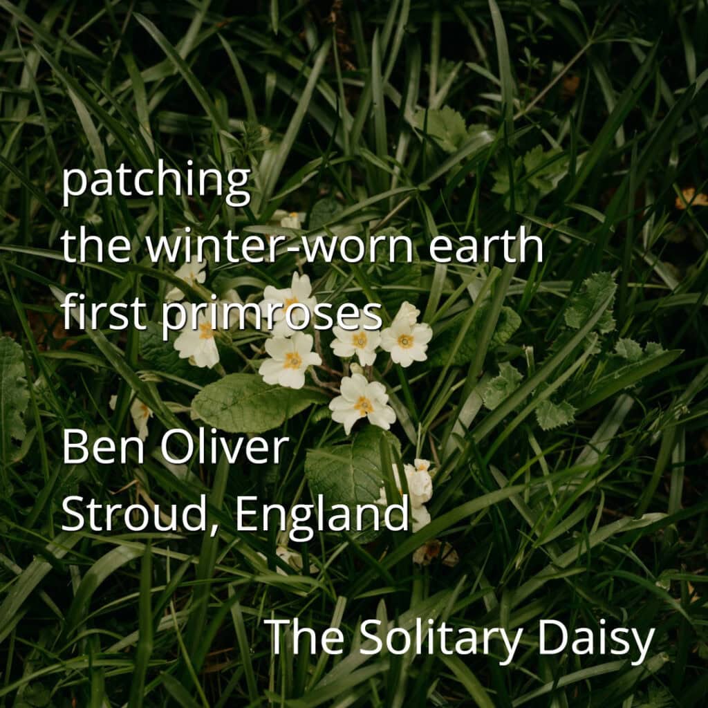 Cluster of white primroses blooming in green grass, overlaid with poem text and credits to Ben Oliver from Stroud, England; titled "The Solitary Daisy.