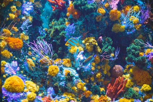 A colorful coral reef with various species of coral, sponges, and several tropical fish swimming among the vibrant underwater plants.