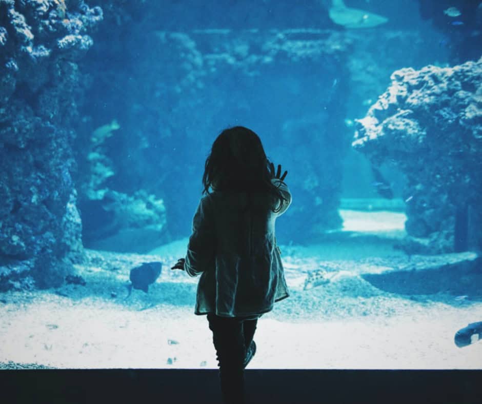 A child stands in front of a large aquarium tank, reaching out towards the glass and looking at fish and coral inside.