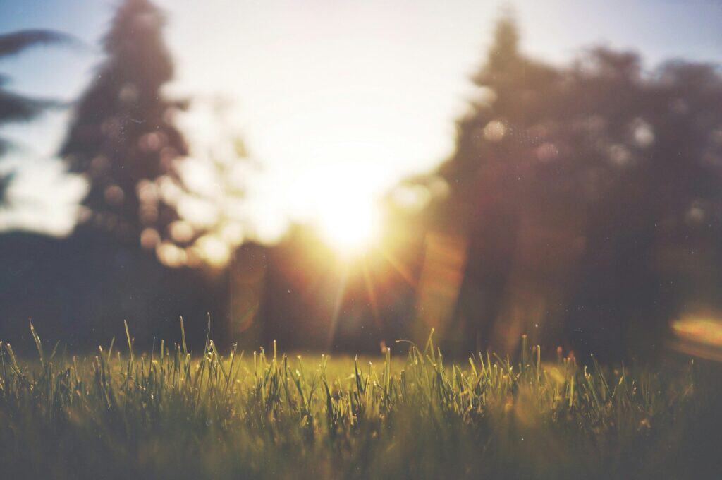 Close-up view of grass with sunlight shining through trees in the background, creating a soft, blurred effect.