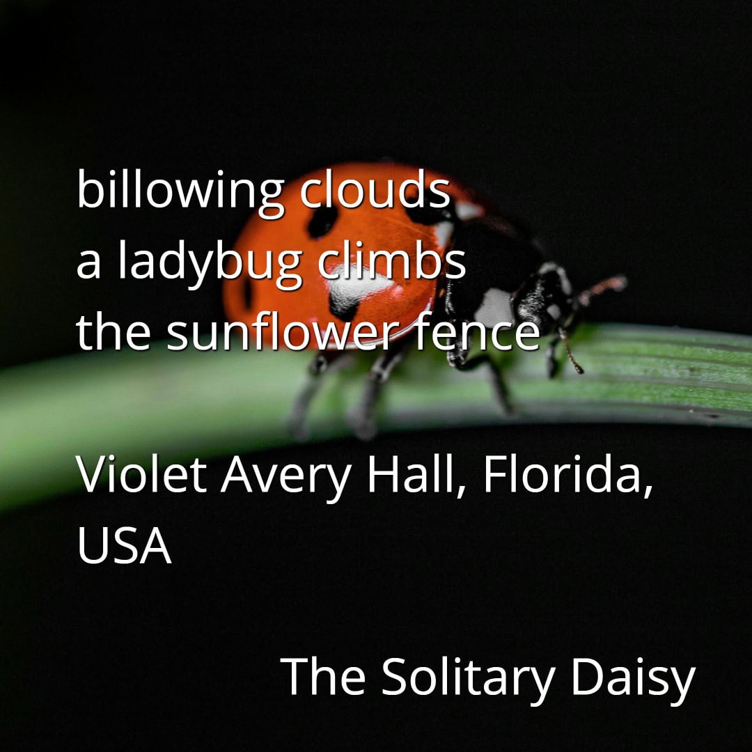 A close-up of a ladybug crawling on a green stem with text overlay about clouds, a ladybug, and sunflower fence, credited to Violet Avery Hall, Florida, USA.