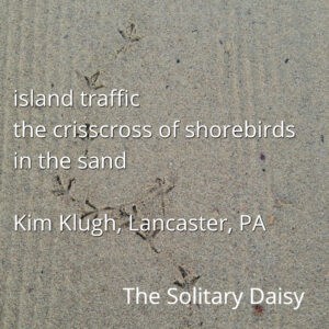 Bird tracks crisscross in sandy beach with a poem overlayed about shorebird traffic by Kim Klugh, titled "The Solitary Daisy.