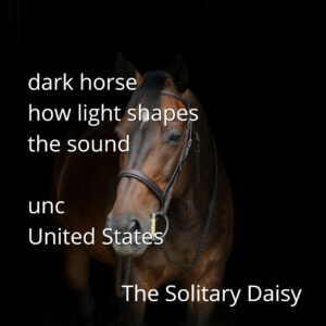 A brown horse wearing a bridle stands against a black background. Overlaid white text reads: "dark horse how light shapes the sound unc United States The Solitary Daisy.