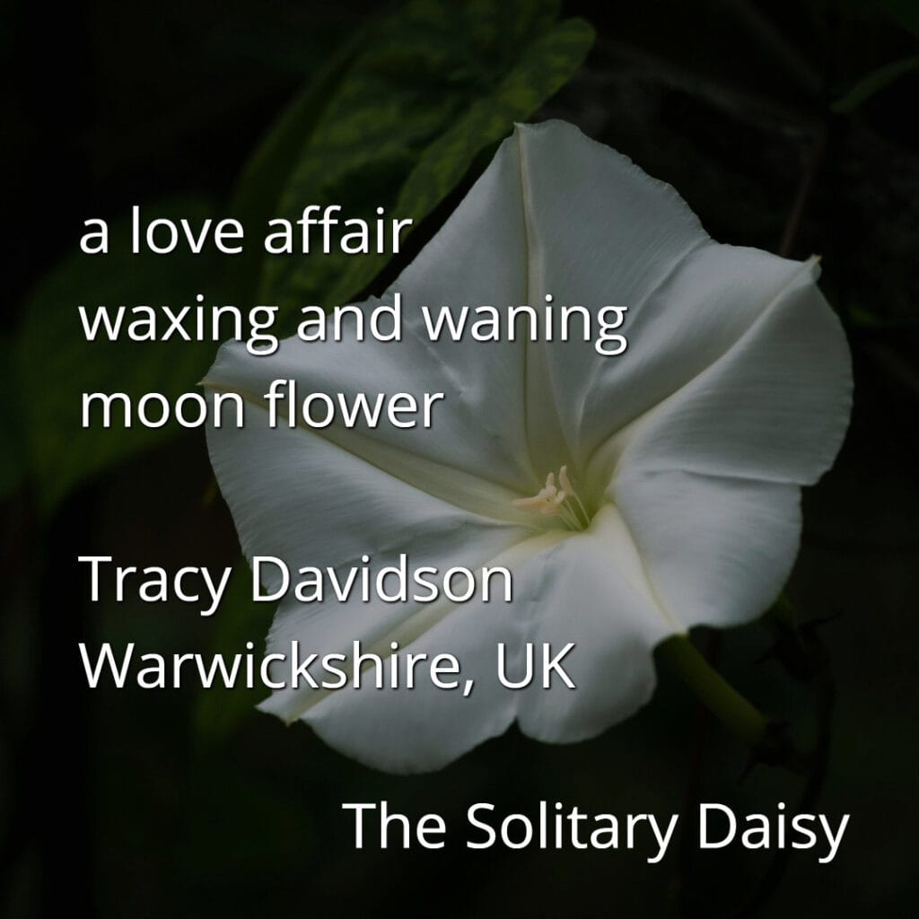 A white moonflower in bloom with text overlay about a love affair, moon flower, and credits to Tracy Davidson, Warwickshire, UK, and The Solitary Daisy.