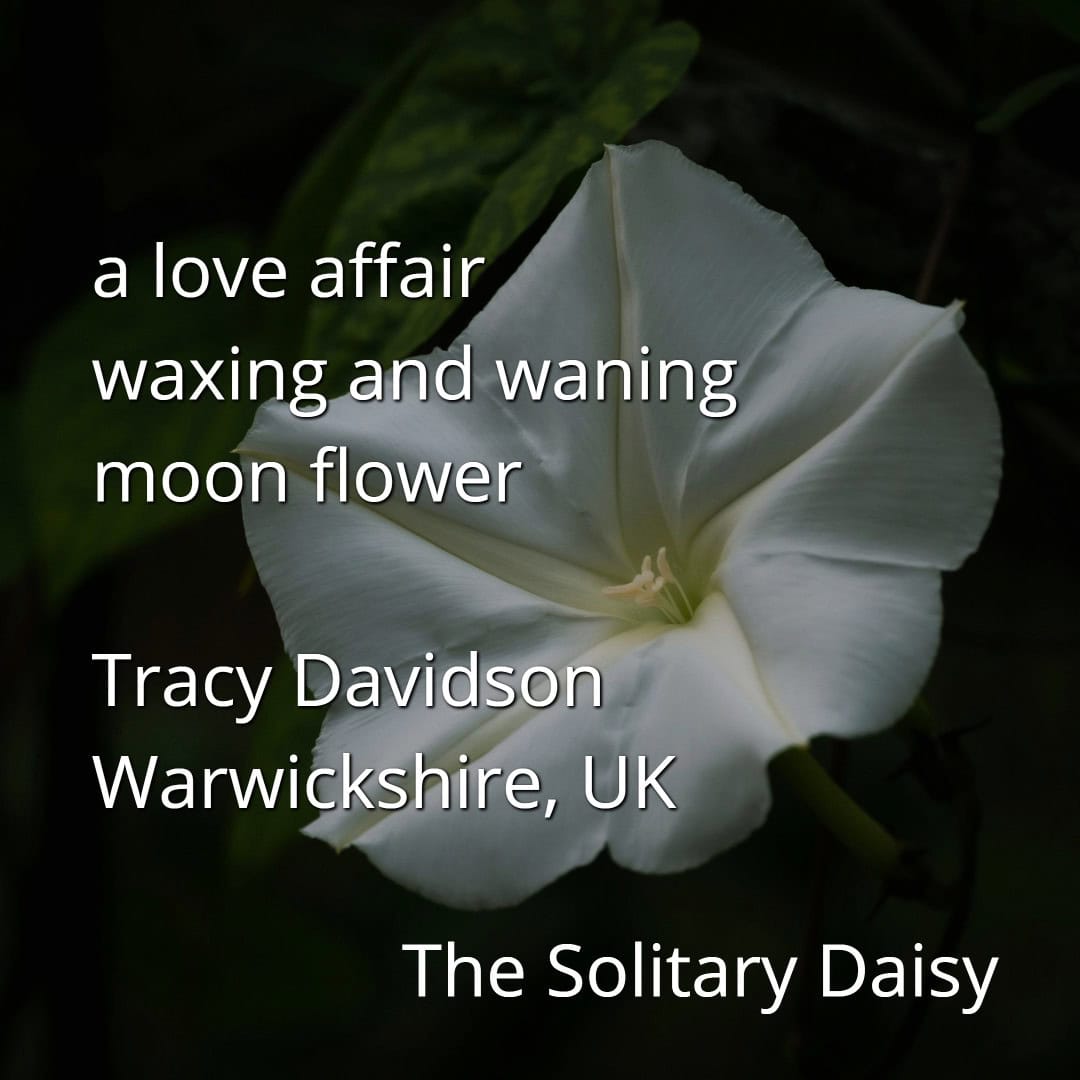 A white moonflower in bloom with text overlay about a love affair, moon flower, and credits to Tracy Davidson, Warwickshire, UK, and The Solitary Daisy.