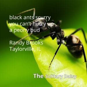 Close-up of a black ant on a green leaf with a haiku and author credit overlaid in white text, on a blurred green background.