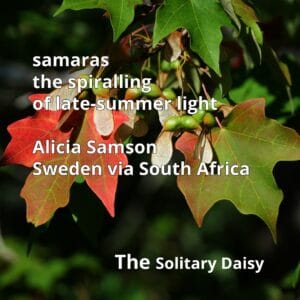 Red and green maple leaves with winged seeds (samaras) hanging from a branch, overlaid with text about Alicia Samson and The Solitary Daisy.