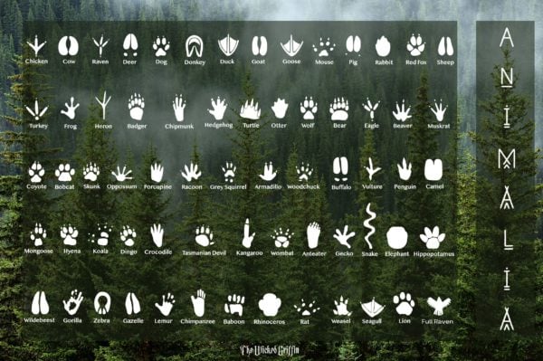 Animal Track Earrings - Paw Prints - Wolf, Raven, Bear, Deer, Pine Tree - Image 2