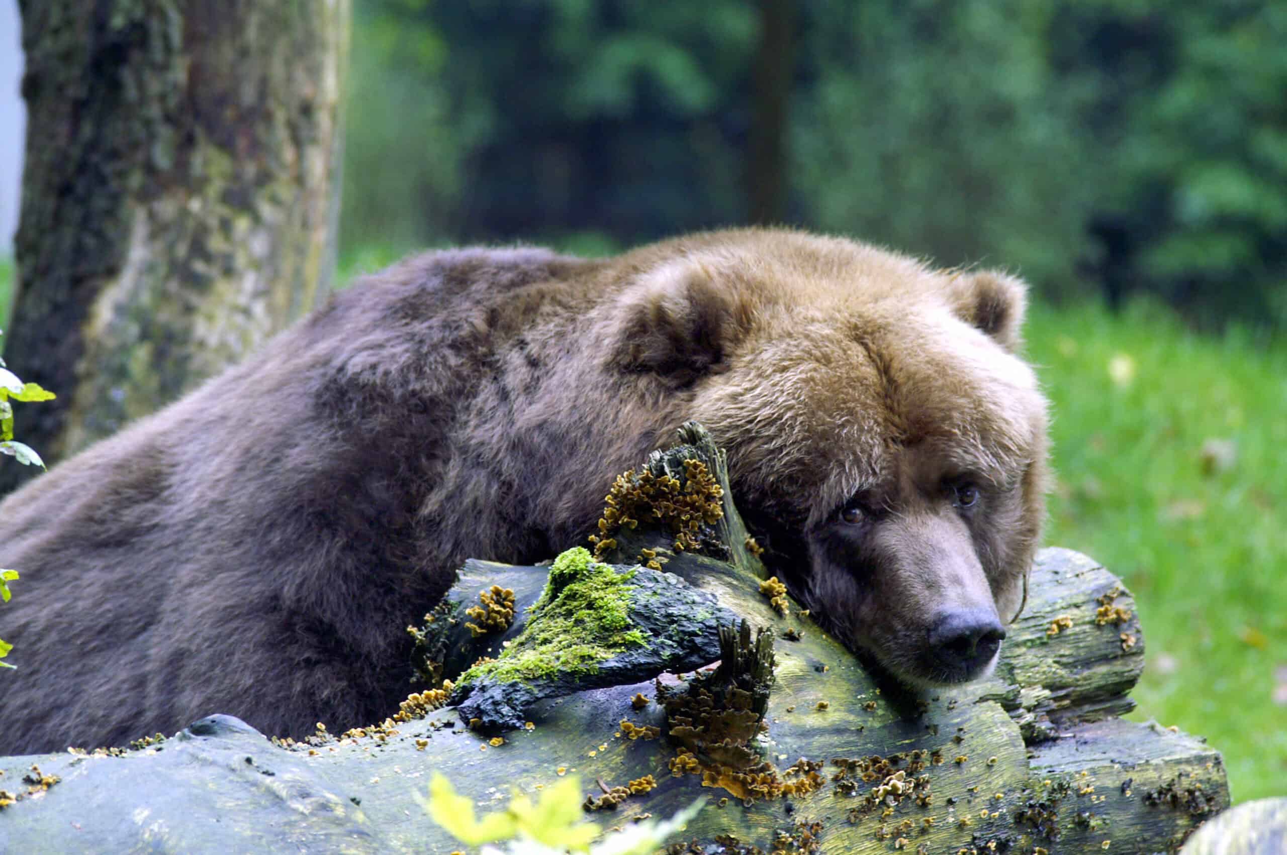 A large brown bear resting its head on a moss-covered log in a lush green outdoor habitat