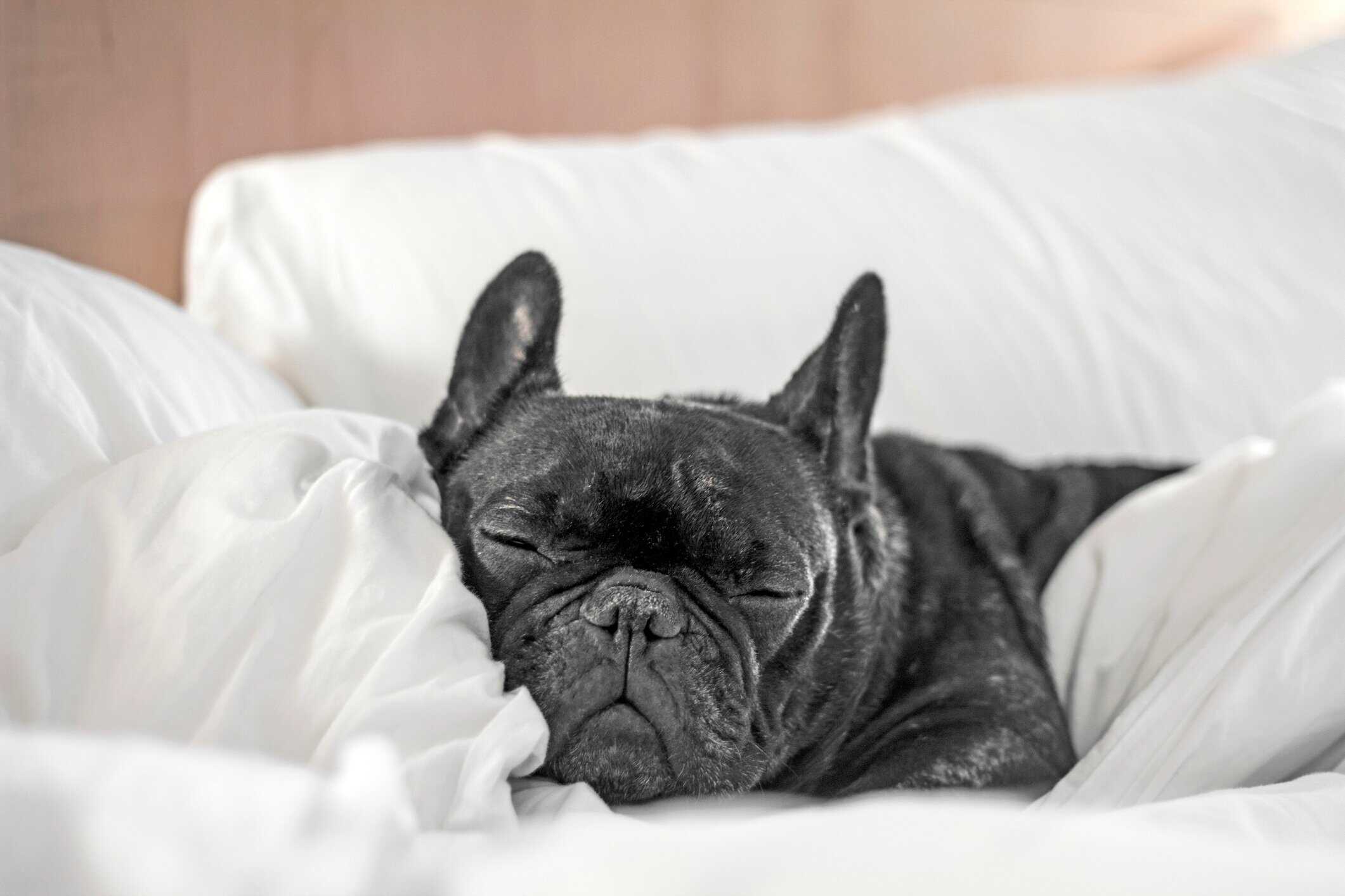 Black and white photo of a French Bulldog sleeping peacefully tucked into white hotel bedding