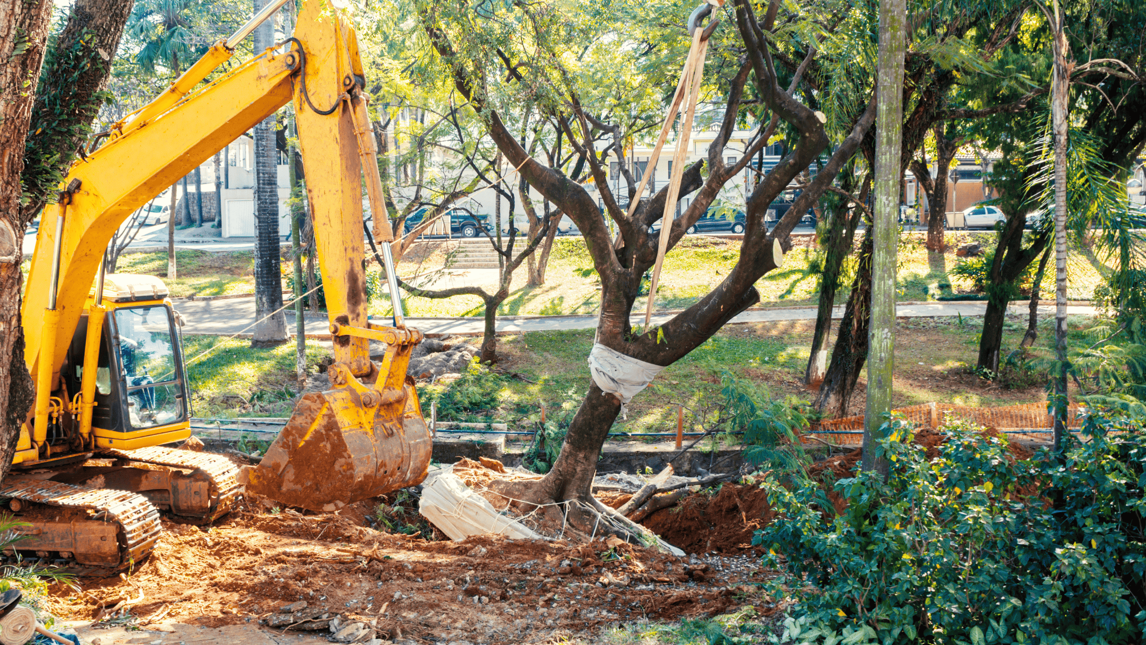 Tree Root Removal from Sewer Lines Wyandotte & Monroe MI