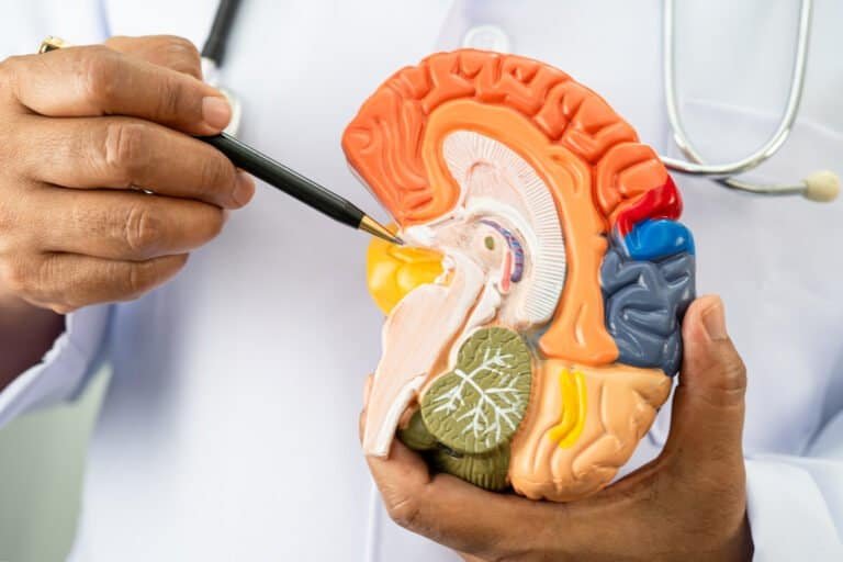 doctor holding brain anatomy model for study diagnosis and treatment in hospital.