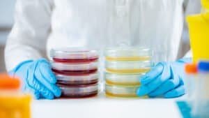Microbiologist preparing bacterial cultures in a research laboratory, holding Petri dish stacks with bacteria cultures