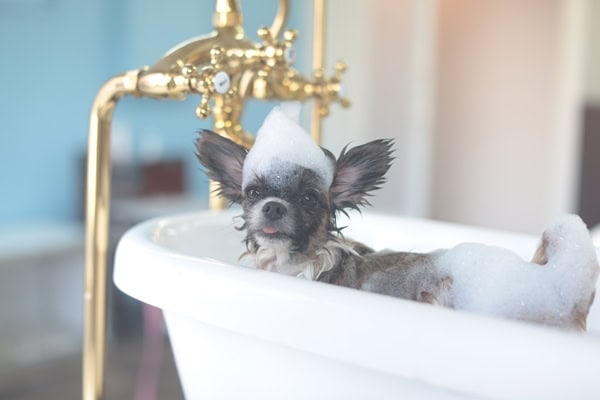 犬マイクロバブル