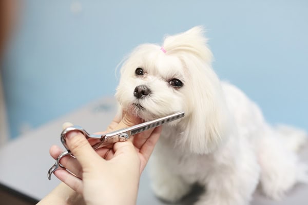 マルチーズトリミング