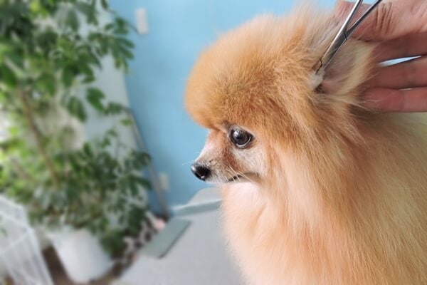 ポメラニアングルーミング