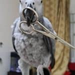 The Most Swearing Parrot