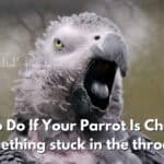What To Do If Your Parrot Is Choking, something stuck in the throat?