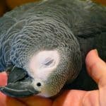 Surprising facts about african grey parrots