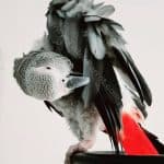 TiktokParrot African Grey