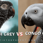 The Difference Between Timneh & Congo Parrots