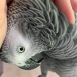 Grey Parrot Feather Plucking & favorite food