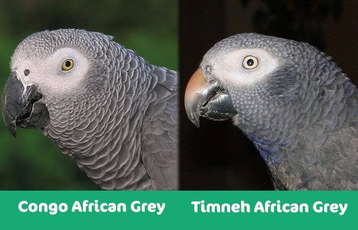 Congo African Grey vs Timneh Grey side-by-side