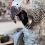 What Factors Lead to Aggression in Pets?