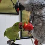 TiktokParrot