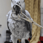 Important Facts about African Grey Health You Need to Know