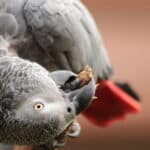African Grey Parrot