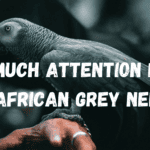 How Much Attention Does An African Grey Need?