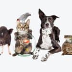 The Causes of Aggression in Pets And How You Can Prevent it.