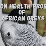 Common Health Problems of African Greys