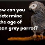 How can you determine the age of an African grey parrot?