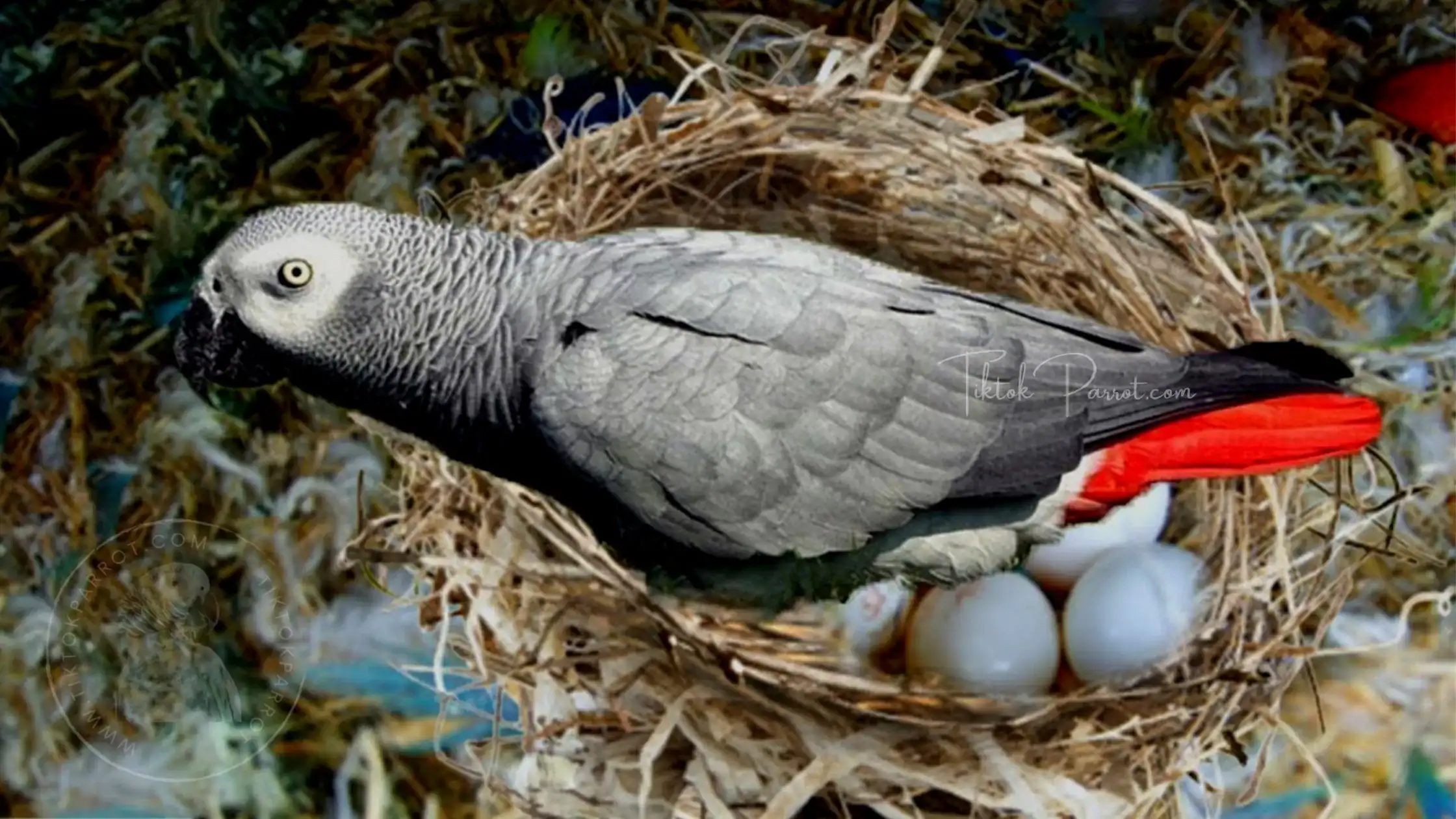 How Many Eggs Does an African Grey Parrot Lay Per Clutch?