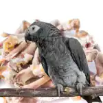 Chicken Bones The Ultimate Nutritious Treat for African Grey Parrots