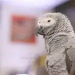 Mystery of African Grey Parrot Proventricular Dilatation Disease PDD 1
