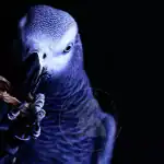 The Art of Training Your African Grey Parrot