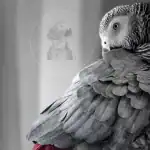 What diseases can African Grey parrots get