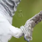 Amazing Facts About African Grey Feet You Never Knew