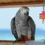 Grey Parrots as Emotional Support Animals
