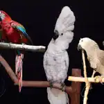 Perch Perfect Creating a Stimulating Environment for Your Parrot