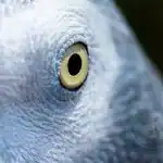 The Mesmerizing Eyes of African Grey Parrot & What They Can Tell