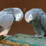 The social behavior of African grey parrots in the wild and in captivity