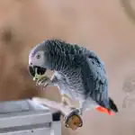 Why Your Grey Parrot's Diet Matters More Than You Think