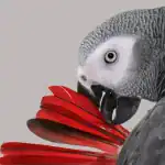 feather of African Grey Parrots