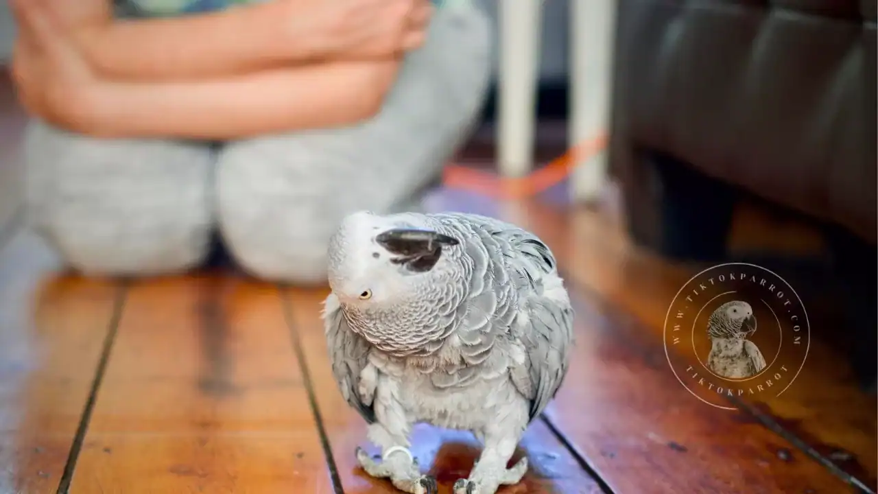 PLAYTIME FOR BIRDHOW TO PLAY WITH YOUR AFRICAN GREY PARROT