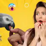 Why an African Grey Parrot Bites and What to do